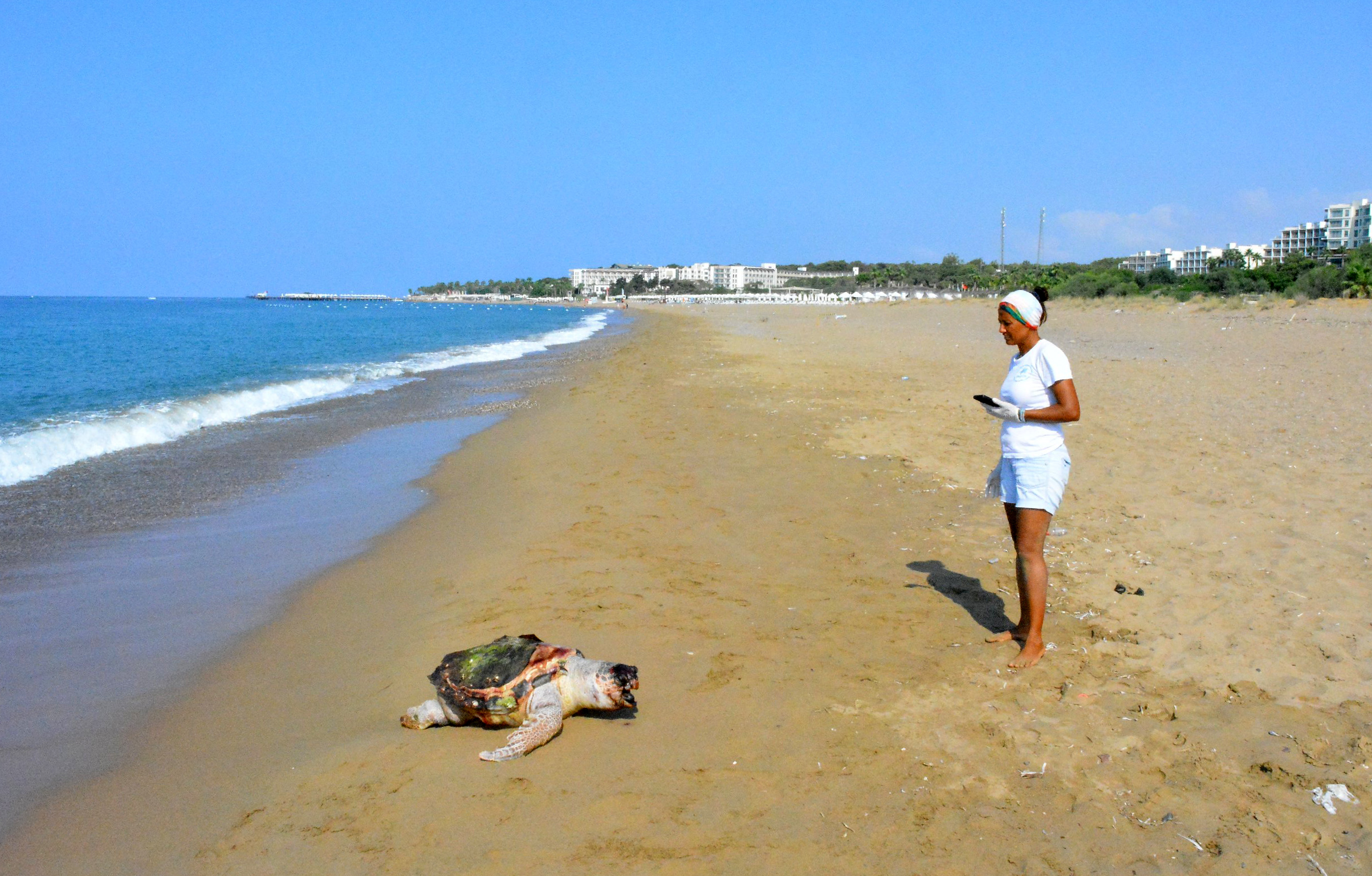 Antalya da 2 Ölü Deniz Kaplumbağası Sahile Vurdu