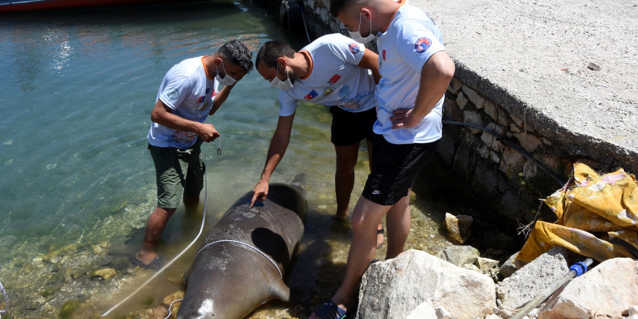 Antalya'da Ölü Akdeniz Foku Kıyıya Vurdu