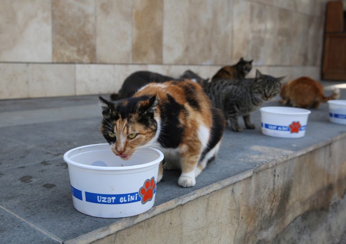 antalya-buyuksehir-belediyesi-koronavirus-salgini-nedeniyle-sokaga-cikma-kisitlamasinin-uygulandigi-her-hafta-sonu-dahil-haftanin-7-gunu-sokakta-yasayan-hayvanlari-besliyor.jpg