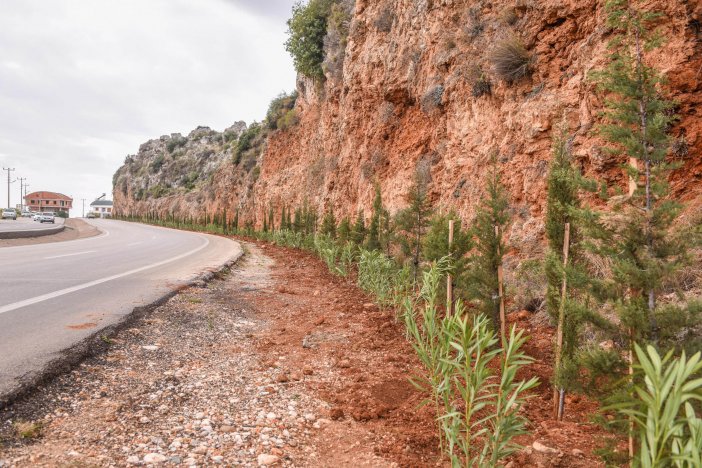 kepez-belediyesi-masa-dagi-bolgesinde-5-km-uzunlugundaki-yol-aginin-cevresine-12-bin-adet-begonvil-ile-zakkum-bitkisi-dikti-baskan-tutuncu-masa-dagini-antalyaya-gorsel-bir-solenin-sunuldugu-bir-gorunume-kavusturuyoruz-dedi.jpg