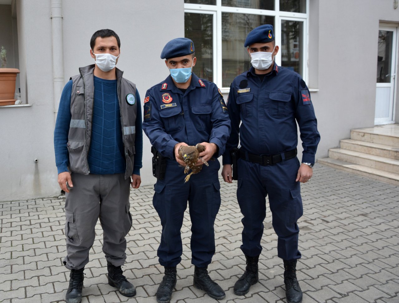 antalyanin-korkuteli-ilcesinde-jandarma-trafik-ekipleri-tarafindan-uygulama-sirasinda-kanadindan-yarali-halde-bulunan-atmaca-korumaya-alindi.jpg