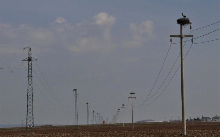 5 bin kilometrelik yolculuk sonrası yuva yapan leylekler, DHA kamerasında 