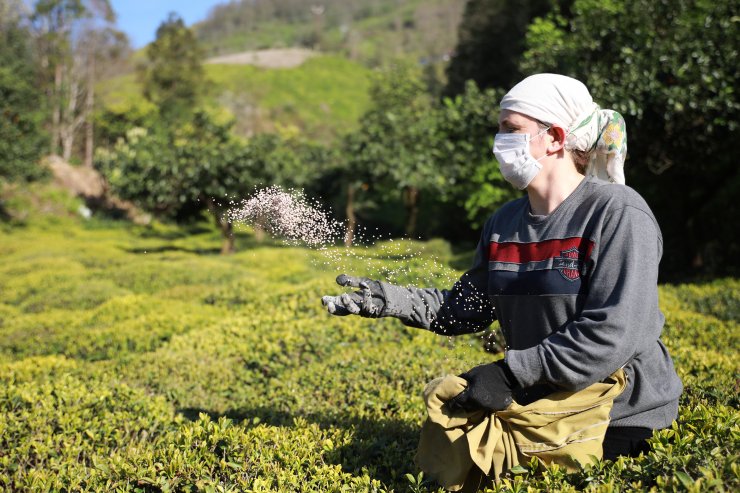 Doğu Karadeniz'de tarımda 'aşırı gübreleme' tehlikesi