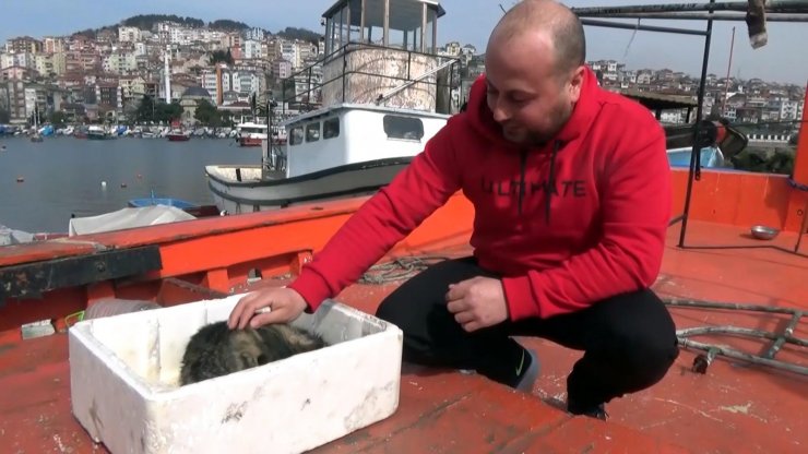 Kaybolan kedisini Tekirdağ'a giden teknede buldu, denizin ortasında buluşup teslim aldı