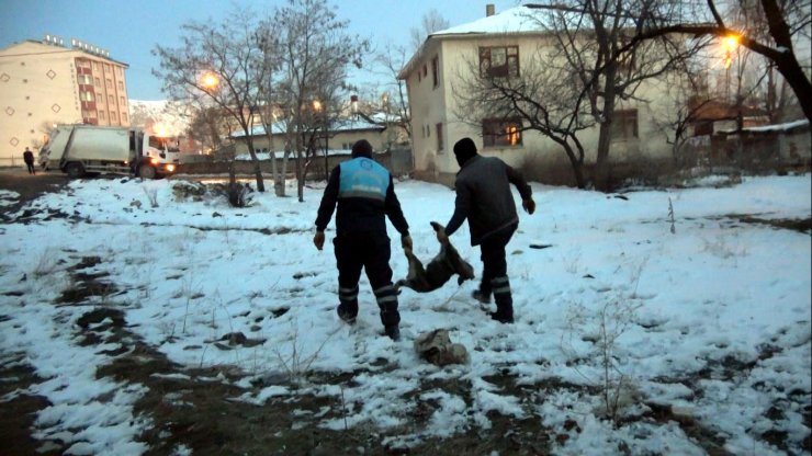 Köpek, ölen köpeğin başından saatlerce ayrılmadı