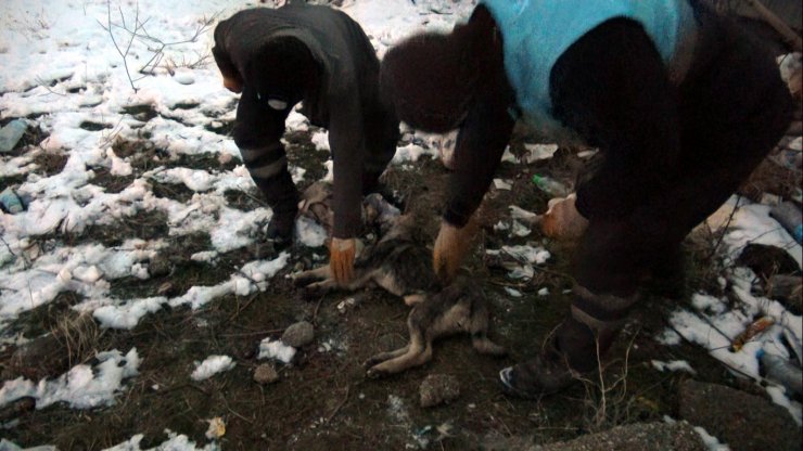 Köpek, ölen köpeğin başından saatlerce ayrılmadı