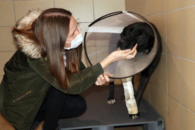 Otomobil çarpan 'Zeytin'in kaza öncesi tüfekle vurulduğu ortaya çıktı