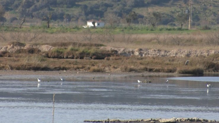 Turizm cenneti Millas flamingolara yuva oldu