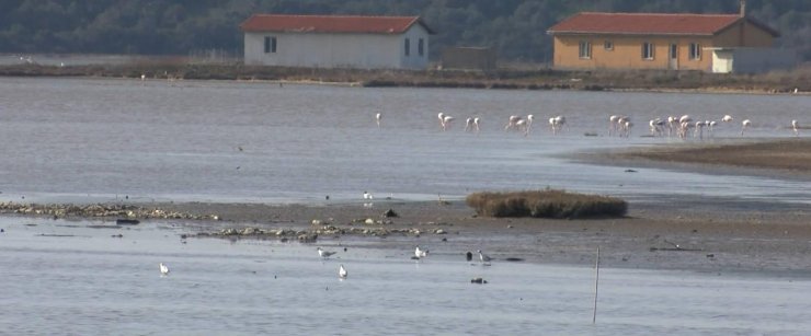 Turizm cenneti Millas flamingolara yuva oldu