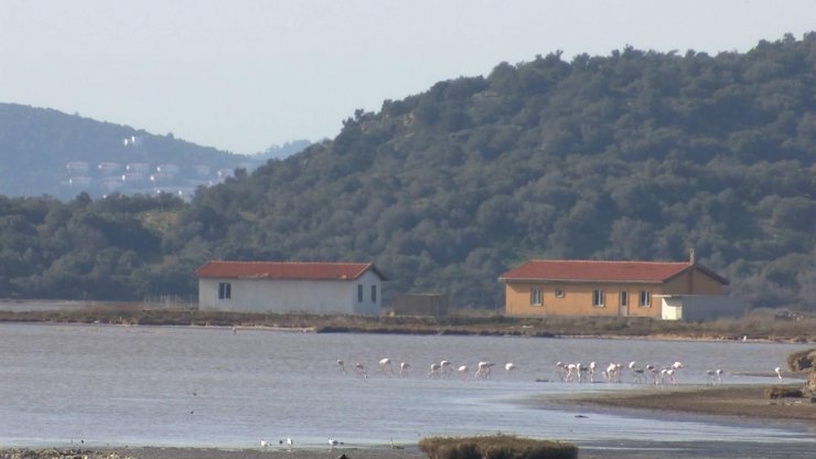 Turizm cenneti Millas flamingolara yuva oldu