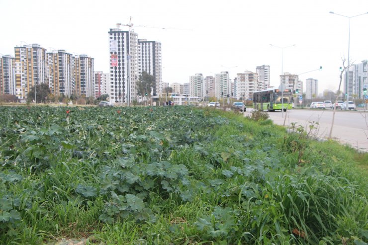 Yol kenarındaki arazilerde üretilen 'tarımsal' gıdalardaki tehlike