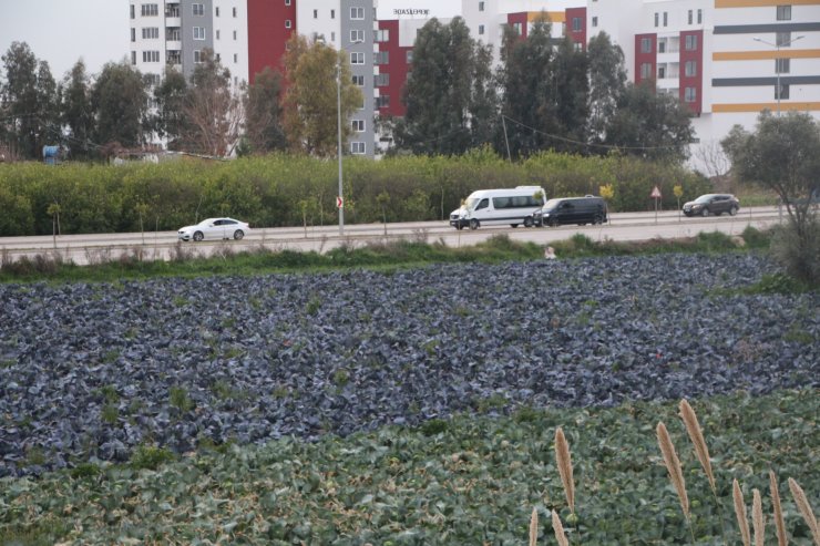 Yol kenarındaki arazilerde üretilen 'tarımsal' gıdalardaki tehlike