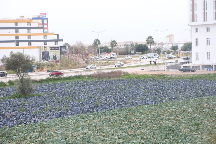 Yol kenarındaki arazilerde üretilen 'tarımsal' gıdalardaki tehlike