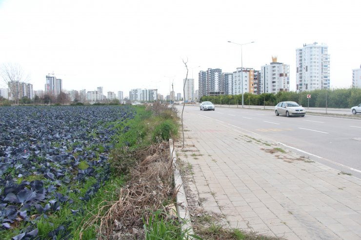 Yol kenarındaki arazilerde üretilen 'tarımsal' gıdalardaki tehlike