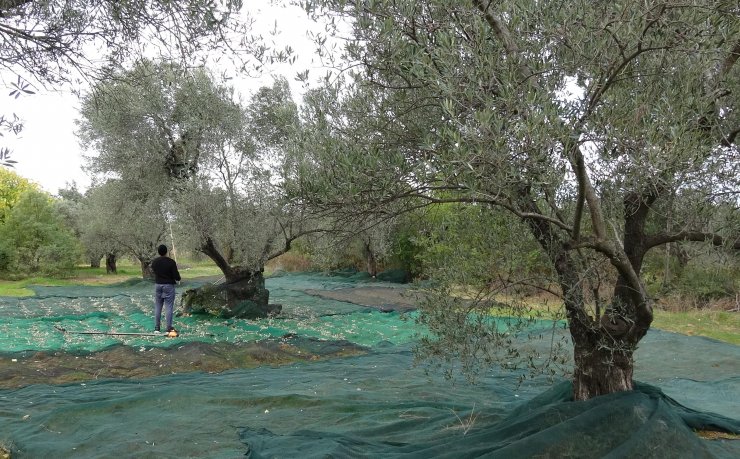 Zeytin yeterli soğuk almadı, üretici de ürün endişesi başladı