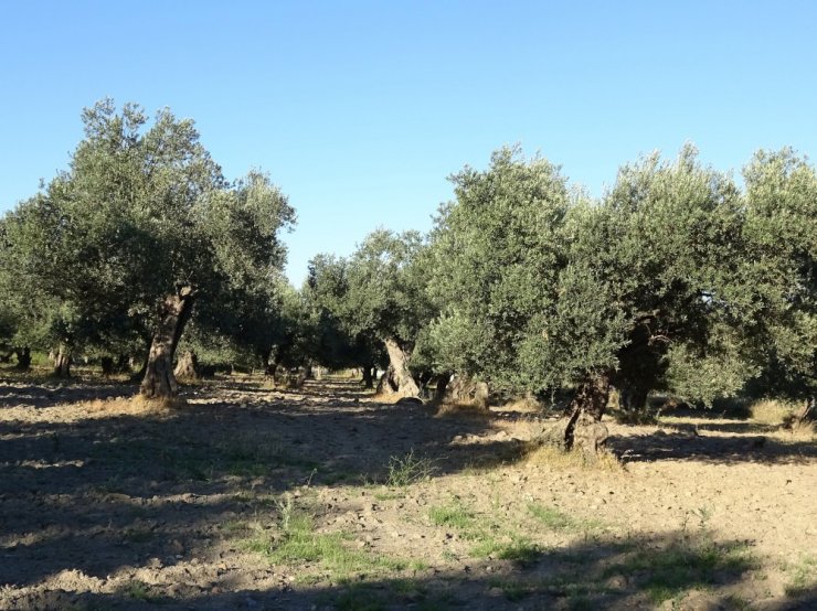 Zeytin yeterli soğuk almadı, üretici de ürün endişesi başladı