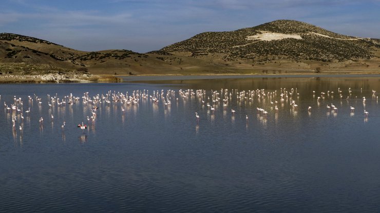 Yarışlı Gölü'nün Misafirleri Flamingolar Geldi