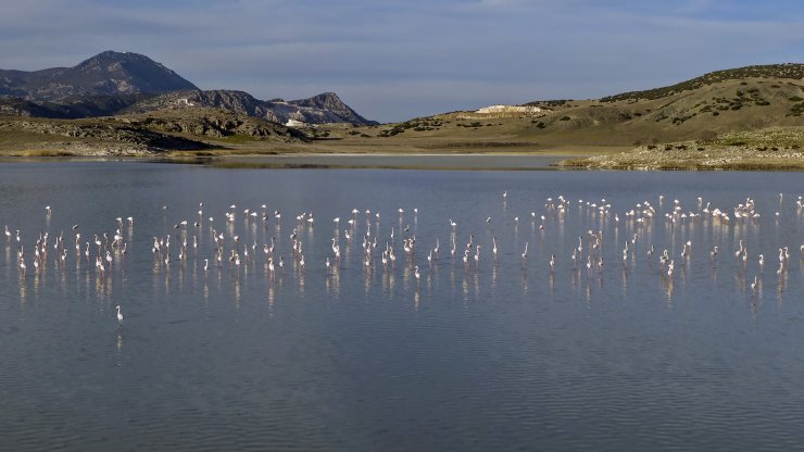 Yarışlı Gölü'nün Misafirleri Flamingolar Geldi