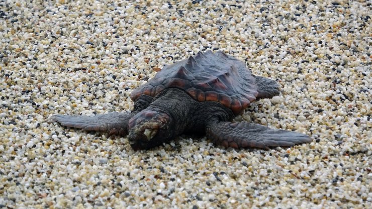 Alanya'da Fırtınada, Biri Ölü 3 Caretta Caretta Sahile Vurdu