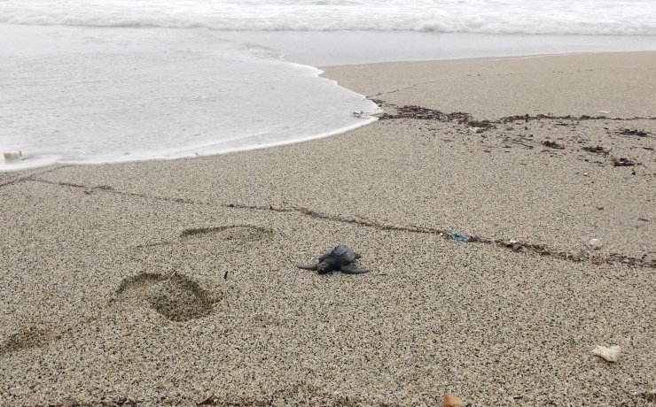 Alanya'da Fırtınada, Biri Ölü 3 Caretta Caretta Sahile Vurdu