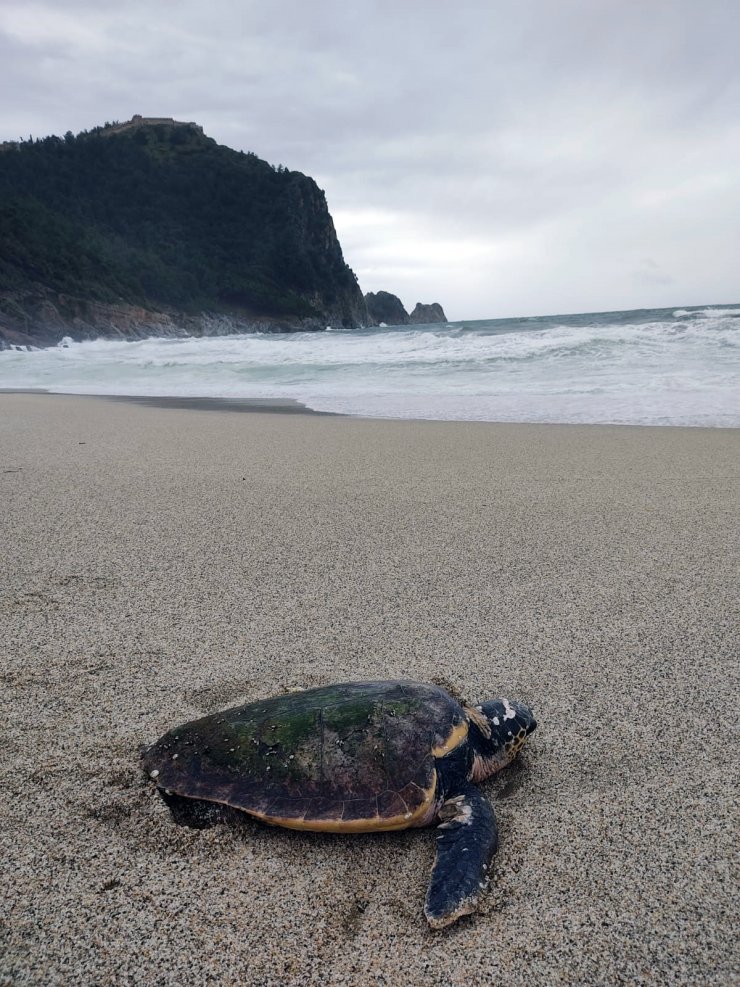 Alanya'da Fırtınada, Biri Ölü 3 Caretta Caretta Sahile Vurdu