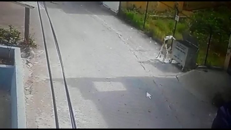 Sokak Köpeğinin Kediye Saldırısı Güvenlik Kamerasında