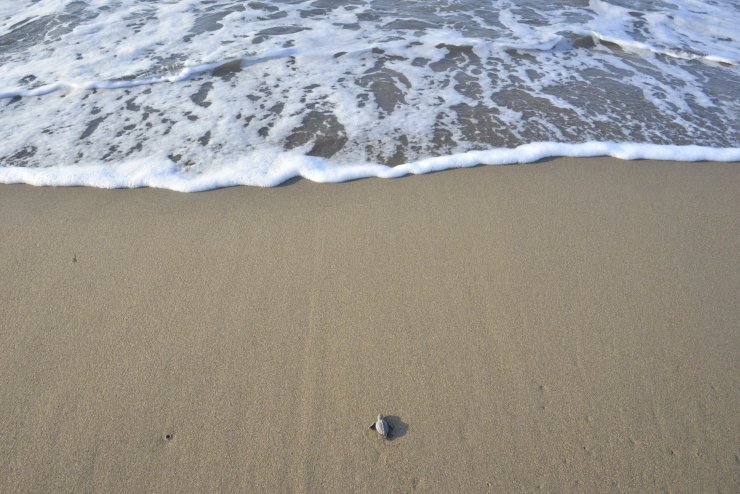 Caretta Carettaların Üreme Alanı 'kesin Korunacak Hassas Alan' İlan Edildi