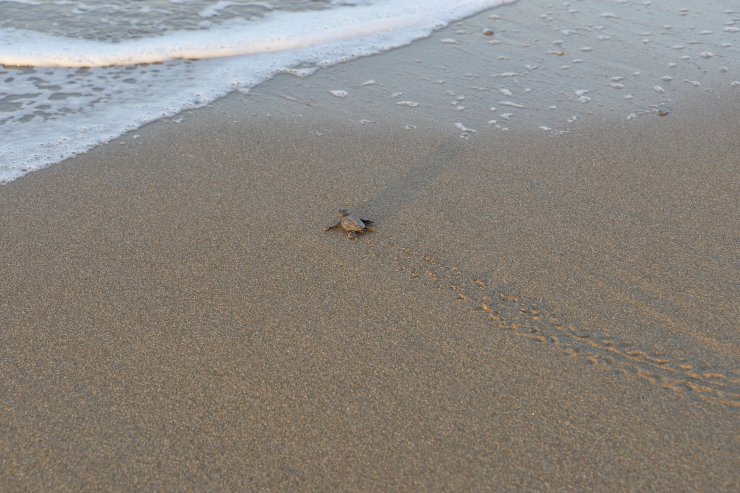 Caretta Carettaların Üreme Alanı 'kesin Korunacak Hassas Alan' İlan Edildi