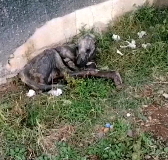 Ölmek Üzereyken Bulunan Köpek, Hayvanseverlerin Bakımıyla Sağlığına Kavuştu