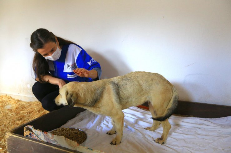 Vücudunda Saçmalarla Bulunan Köpek, 1 Aylık Tedaviyle Sağlığına Kavuştu