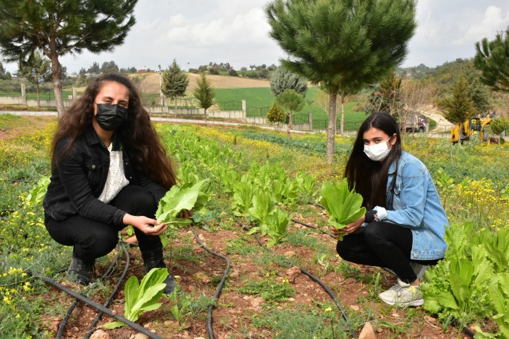 Lise Öğrencileri Okul Bahçesinde Sebze-meyve Yetiştiriyor