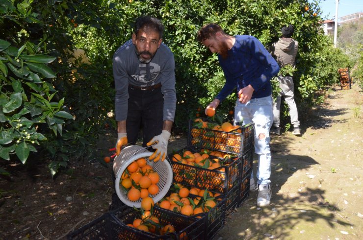 Antalya'da 'yaz Portakalı' Hasadı Başladı