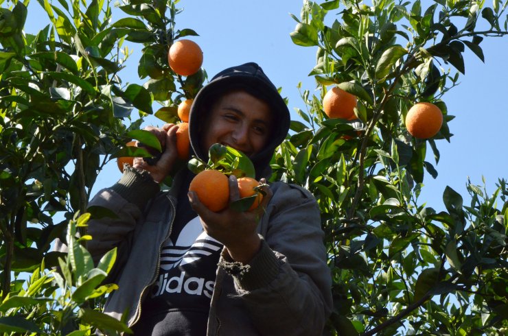 Antalya'da 'yaz Portakalı' Hasadı Başladı