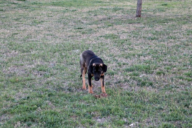 Sokak Köpeklerini Zehirleyenlerin Bulunması İçin Para Ödülü Koydu