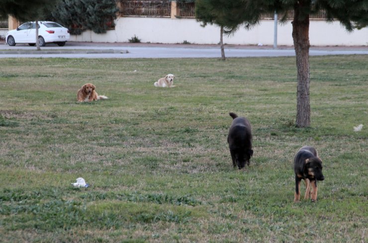 Sokak Köpeklerini Zehirleyenlerin Bulunması İçin Para Ödülü Koydu