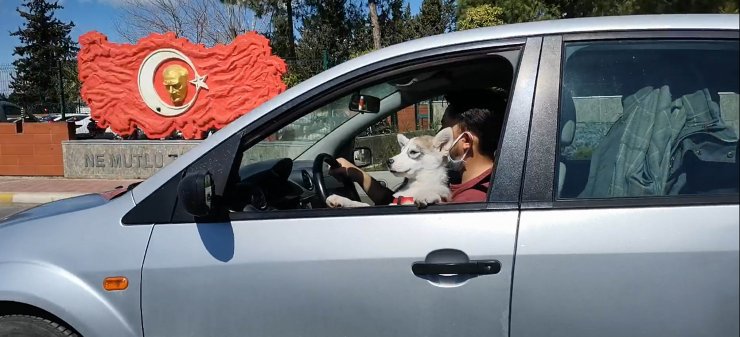 Kucağında Köpeğiyle Otomobil Kullandı