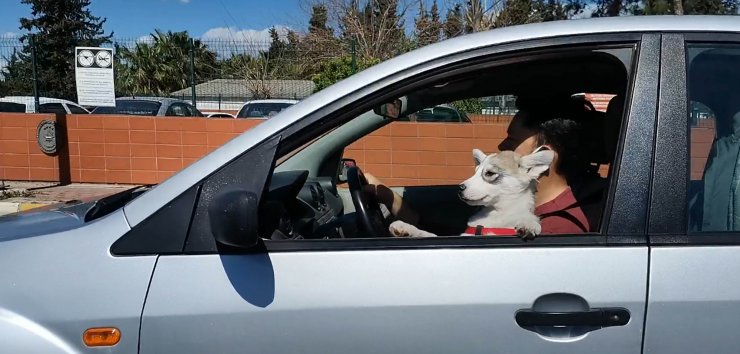 Kucağında Köpeğiyle Otomobil Kullandı