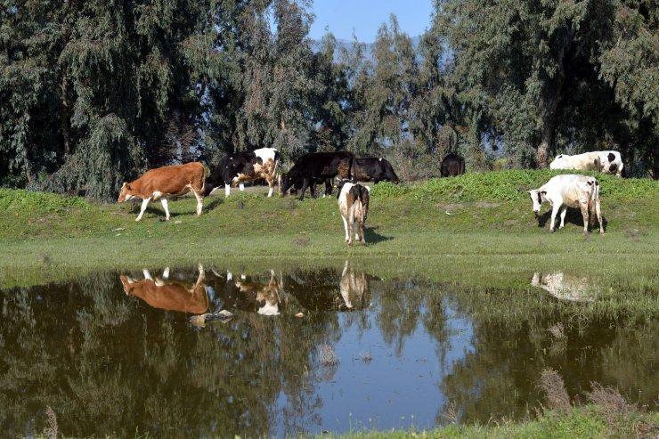 Meraları Su Altına Kalan Çobanlar, Hayvanlarını Otlatacak Yer Bulamıyor