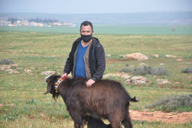 Reyhanlı’da Besicilere Sahada 'sürü Yöneticiliği' Kursu