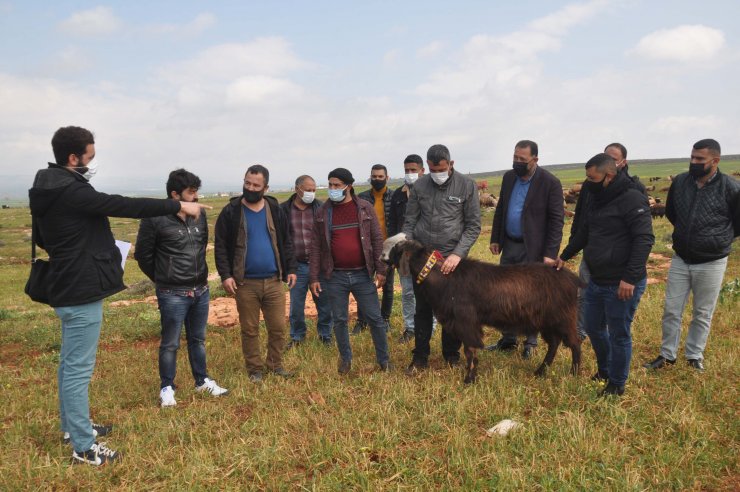 Reyhanlı’da Besicilere Sahada 'sürü Yöneticiliği' Kursu