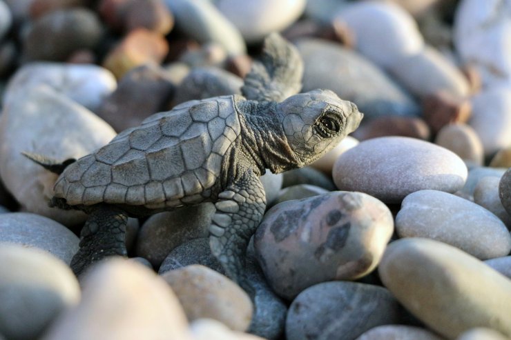 Caretta Carettaların Yuvadan Çıkış Süresi, İklim Değişikliği Nedeniyle 47 Güne Düştü