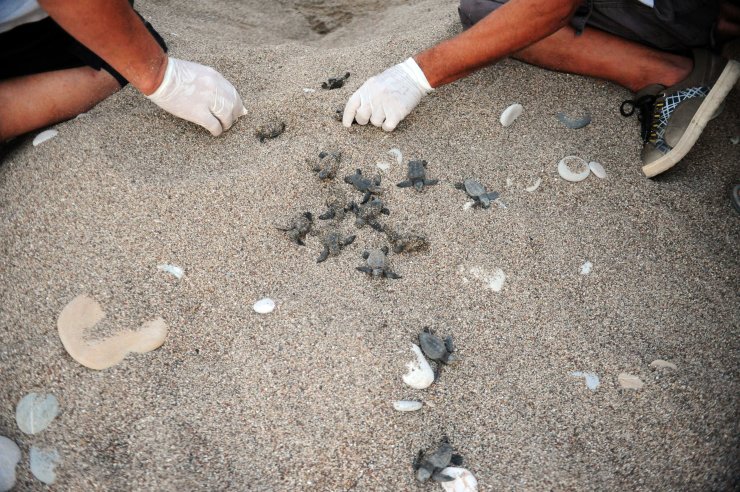 Caretta Carettaların Yuvadan Çıkış Süresi, İklim Değişikliği Nedeniyle 47 Güne Düştü