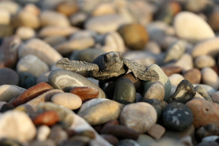 Caretta Carettaların Yuvadan Çıkış Süresi, İklim Değişikliği Nedeniyle 47 Güne Düştü