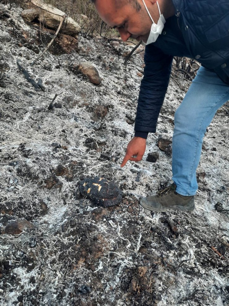 Antalya'daki Orman Yangını Sonrası Ağaç Kesenler Araştırılıyor 