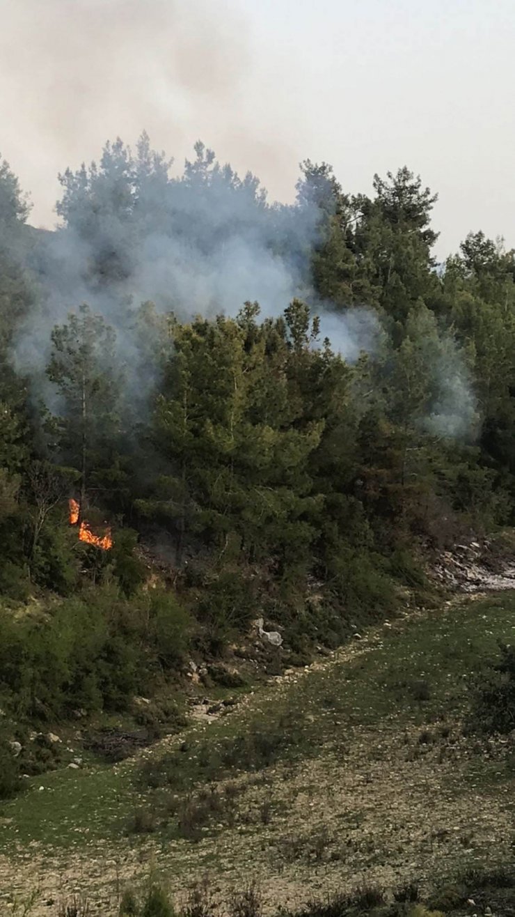 Antalya'daki Orman Yangını Sonrası Ağaç Kesenler Araştırılıyor 