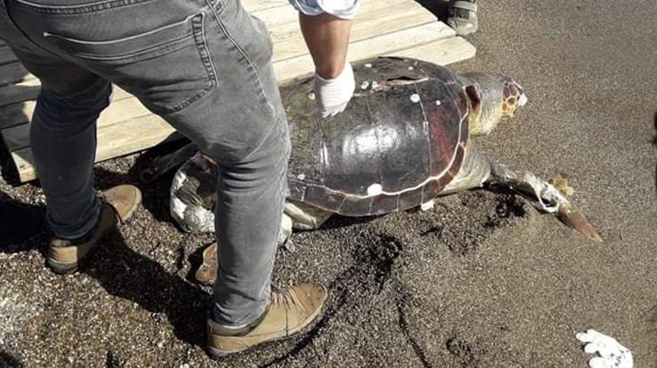 Caretta Caretta Ölüsü Kıyıya Vurdu