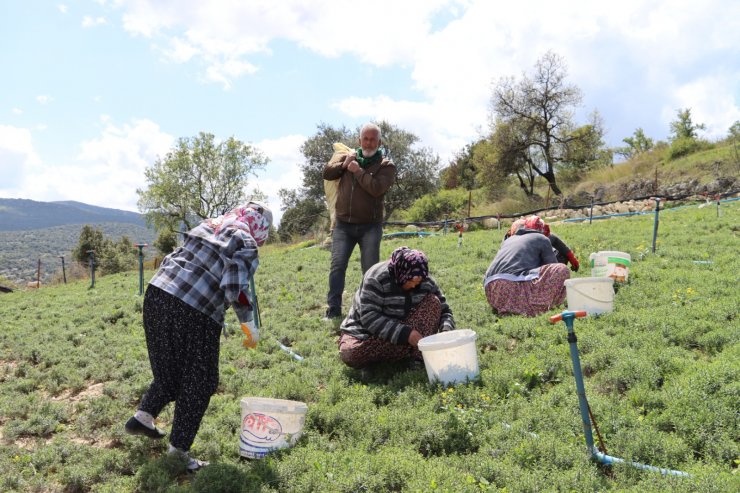 Şifa Deposu Zahter, Mahallenin Geçim Kaynağı Haline Geldi; Kilosu 20 Tl