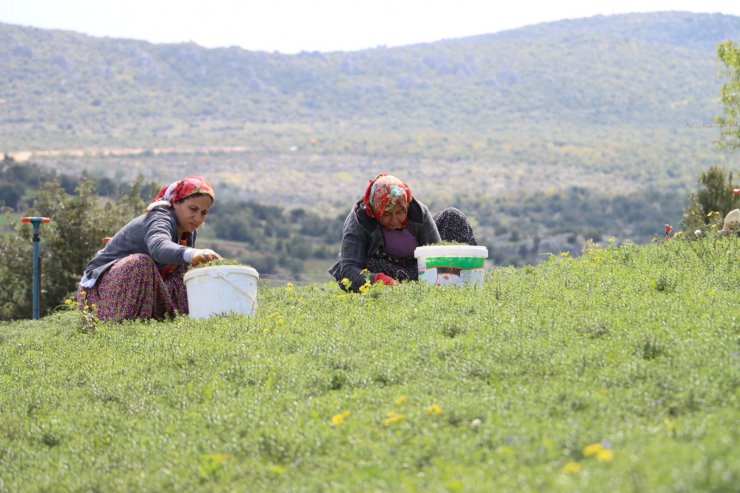 Şifa Deposu Zahter, Mahallenin Geçim Kaynağı Haline Geldi; Kilosu 20 Tl