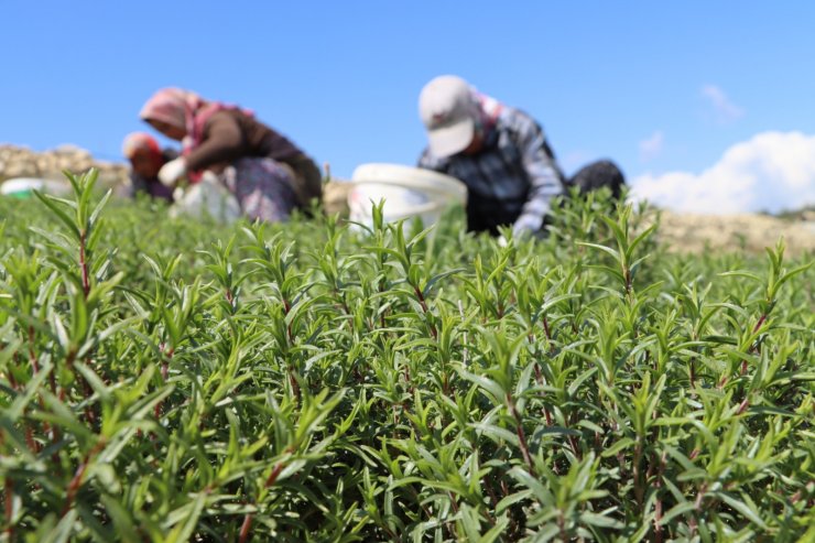 Şifa Deposu Zahter, Mahallenin Geçim Kaynağı Haline Geldi; Kilosu 20 Tl