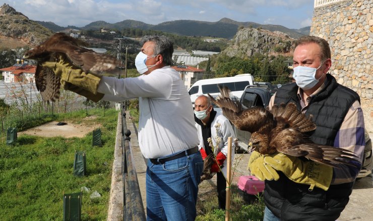 Alanya'da Tedavi Edilen 3 Şahin Doğaya Salındı